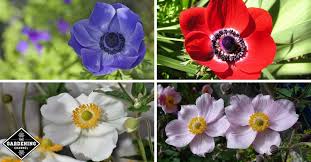 Plant spring bloomers in the fall, and fall bloomers in the spring. How To Grow Anemone Flowers Gardening Channel