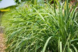 It's important to grow these roots before placing your stalks into the pot, as they will help transfer nutrients to the rest of the plants, helping it grow faster and stronger.5 x research how tall does lemongrass grow? How Fast Does Lemongrass Grow The Practical Planter