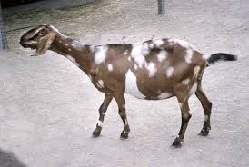 Resultado de imagen para BORREGOS PREÑADO