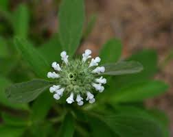 Image result for Acrotome inflata