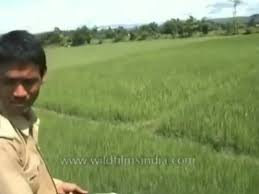Tiger attacks a man on an elephant : r ...