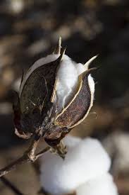 What Is Cotton Made Of In 2020 Cotton Boll Fresh Cotton Land Of Cotton