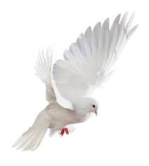 White Dove In Flight Side View Of Dove In Flight Isolated On White Background Ad Flight Side White Do Dove Pictures White Doves Flying Photography