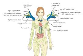 Image result for Lymphatic Anatomy