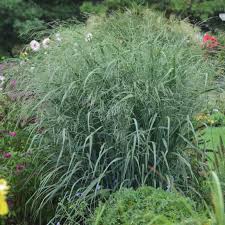 Image result for Panicum graciliflorum