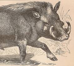 Image result for German wild boar