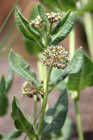 Image result for Dierama parviflorum