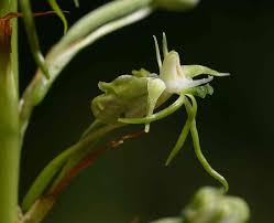 Image result for Habenaria nyikana