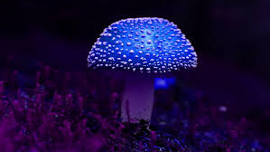 We did not find results for: Blue Magic Mushroom Hyper Rotating Stock Footage Video 100 Royalty Free 27118378 Shutterstock