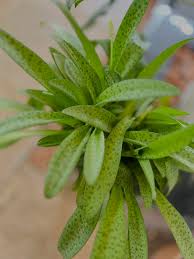 Image result for Drimiopsis maculata