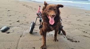 Image result for invalid dog wheelset
