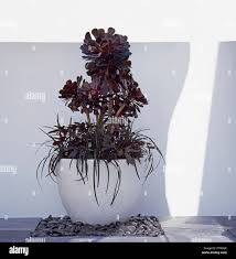 Image result for Ipomoea batatas pots