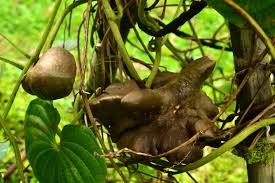 Image result for Dioscorea bulbifera