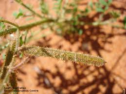 Image result for Indigofera colutea