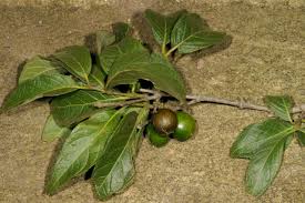 Image result for Vangueria ferruginea