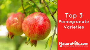 This showy, dense, dwarf shrub displays attractive. Top 3 Pomegranate Varieties Naturehills Com Youtube