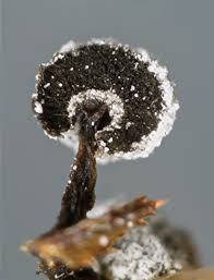 Image result for Melanospermum