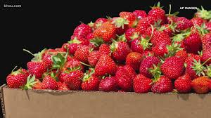 Strawberries are hosts to a variety of pests. Verify Worms Can Live In Your Strawberries Though It S Rare Khou Com