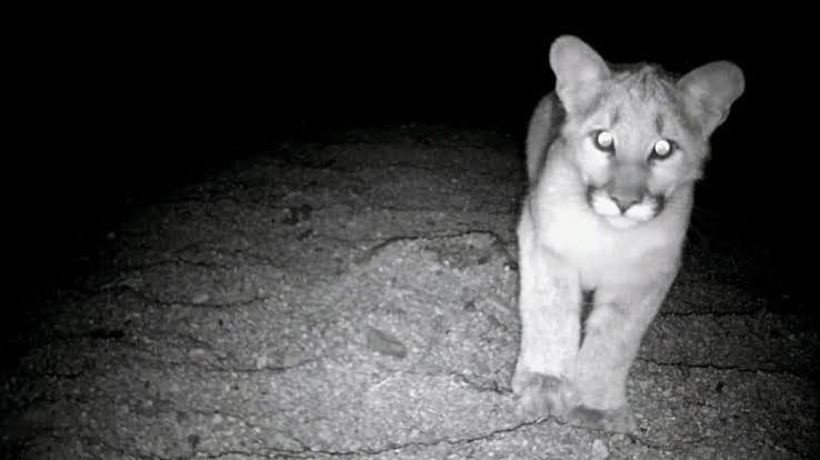 Curious Nature: What causes wild eyes to shine in the night? | VailDaily.com
