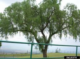 Image result for Schinus molle