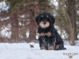 Sage is an f1bb goldendoodle. Bruce Wayne Trained Mini English Goldendoodle For Sale Ontario Doodle Creek