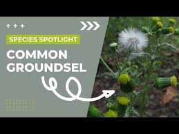 Image result for Synadenium angolense