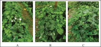 Image result for Adenostemma mauritianum