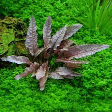 Еще небольшое пополнение cryptocoryne spiralis tiger cryptocoryne sp.natuna 3 cryptocoryne longicauda malaysia cryptocoryne striolata cryptocoryne longicauda tayan cryptocoryne ferruginea var.ferruginea. Flamingowasserkelch Cryptocoryne Spec Flamingo