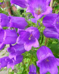 Jun Campanula Bells Health Fitness