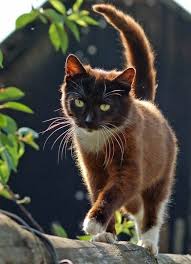 Jetzt maschinen von cat günstig kaufen Lol Cute Animals Pretty Brown Cat With Gold Eyes