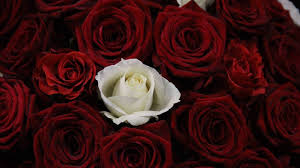 娇艳玫瑰花高清壁纸 wallpaper iphone roses white roses wallpaper blue flower wallpaper