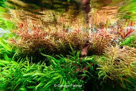Image result for Limnophila