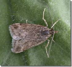 Image result for Pyrausta despicata