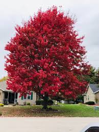 The mo variety pack includes 6 seed species of the following native trees: The Best Trees To Plant For Fall Color In The Midwest