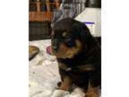 We are a breed specific rescue. Puppyfinder Com Rottweiler Puppies Puppies For Sale Near Me In Oregon Usa Page 1 Displays 10