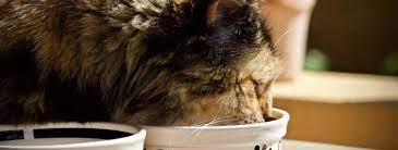 Ask Crystal A Tail Of Two Cats One Eats Fast The Other Eats Slow Blue Ridge Humane Society
