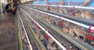 Sebaiknya anda memilih ukuran 30 x 30 x 30 cm. Cara Membuat Kandang Puyuh Petelur Bertingkat Sederhana Beternakdirumah