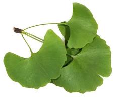 Image of Ginkgo biloba leaves