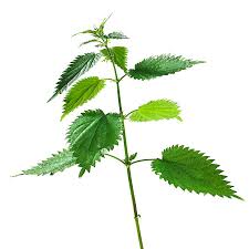 Image result for Urtica