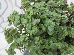 Callisia Repens Turtle Vine World Of Succulents Plants Garden Vines Propagating Plants