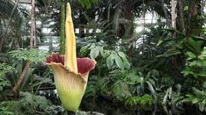 Plant Corpse Flower Bloom Corpse Flower Plants