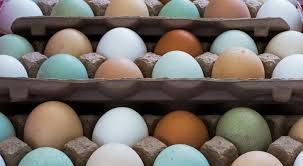 Tyukfajtak Amik Tobb Szinben Pompazo Tojasokkal Lepnek Meg Minket Harmadik Oldal