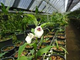 Image result for Brachycorythis tenuior