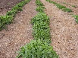 Essiac Herb Quality Sorrel Plant Herbs Organic Herbs