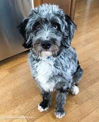 Bluez The Blue Merle Mini Aussiedoodle Puppy Awesomedoodle Cute Dogs Cute Dogs Breeds Pretty Dogs