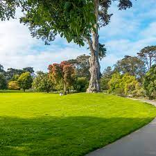 For sunny areas that receive a lot of wear, mixtures improved kentucky bluegrasses. The Best Grass For Shade