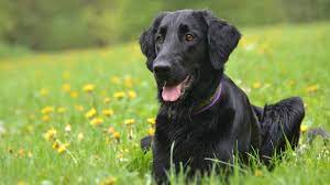 Please let us know if you are in need of a service or therapy companion. Flat Coated Retriever Price Temperament Life Span
