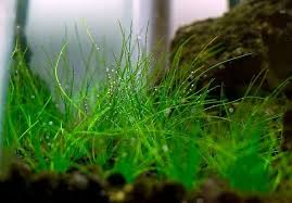 Image result for Eleocharis decoriglumis