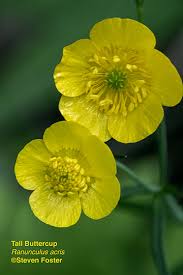 Image result for Ranunculus acris