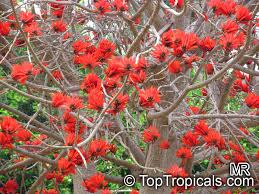 Image result for Erythrina lysistemon